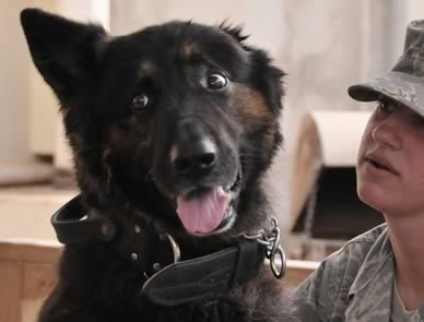Adopting Military Dogs: How to Bring a Hero Home
