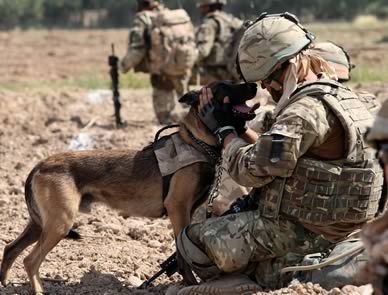 5 Types of Military Dogs